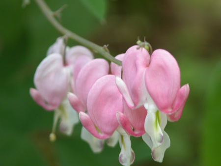 Bleeding Heart
